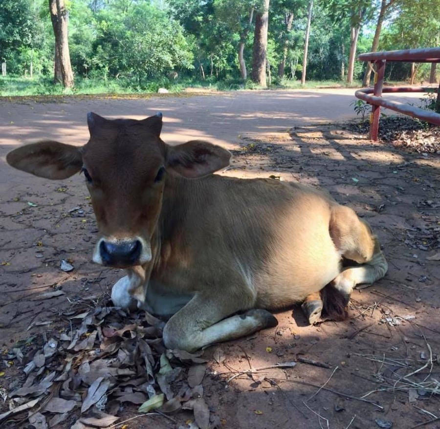 Photographie de la vache Romantiquette