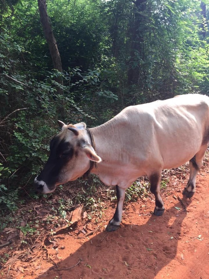 Photographie de la vache Sprayette