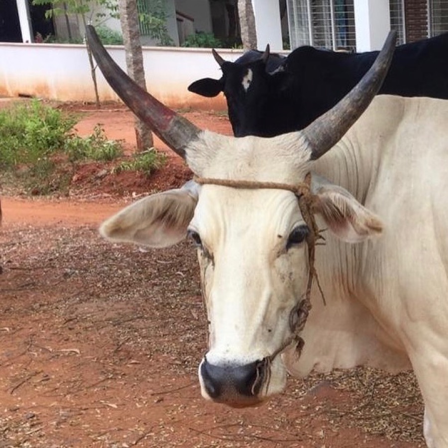 Photographie de la vache Sri Vachette