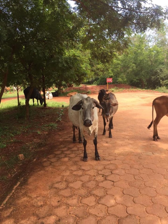 Photographie de la vache Stopette
