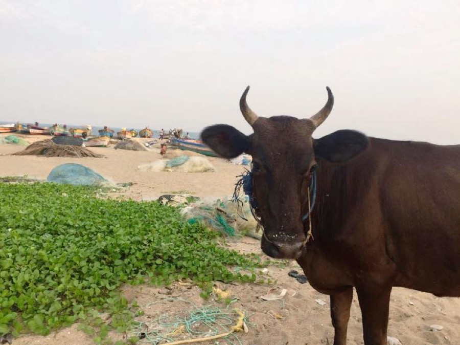 Photographie de la vache Surfette