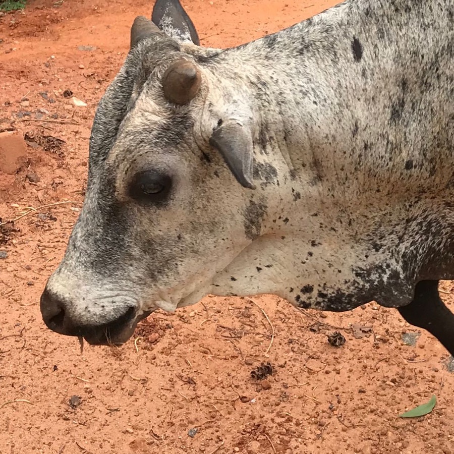 Photographie de la vache Tachette