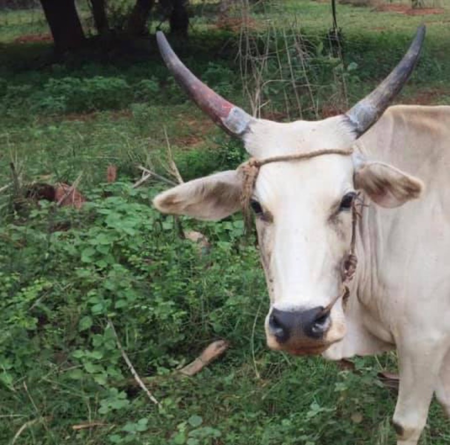 Photographie de la vache Thunbergette