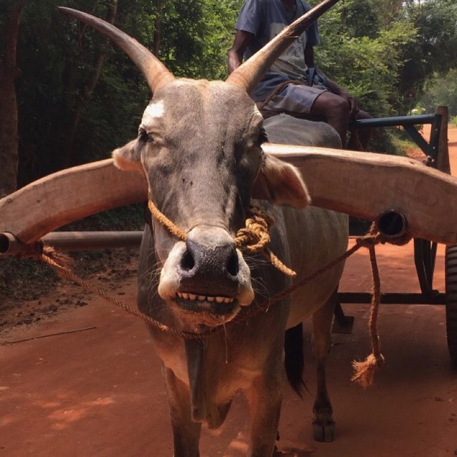 Photographie de la vache Tirette
