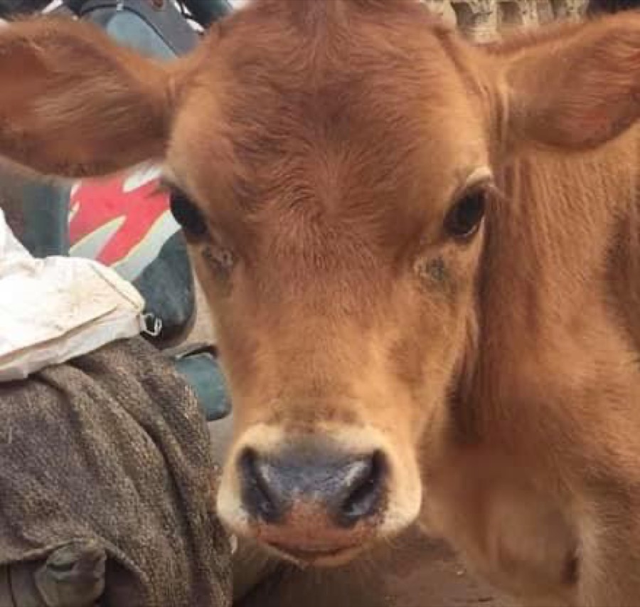 Photographie de la vache Tomette