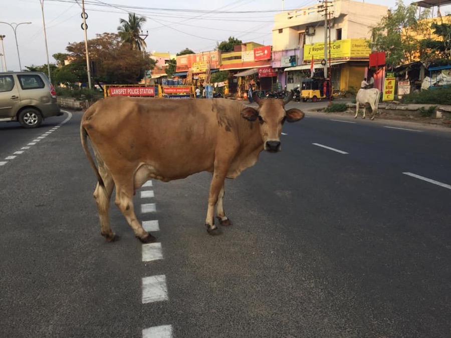 Photographie de la vache Traversette