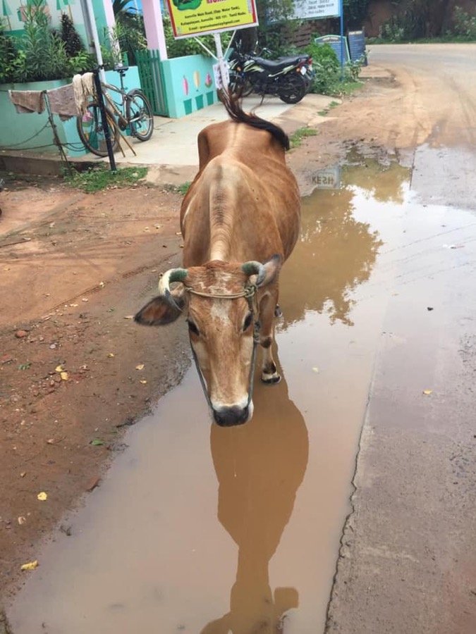 Photographie de la vache Trempette