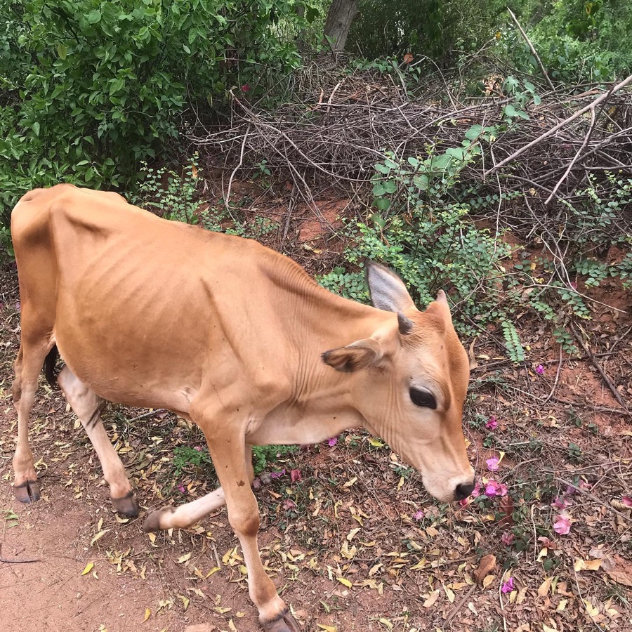 Photographie de la vache Vaudevilette