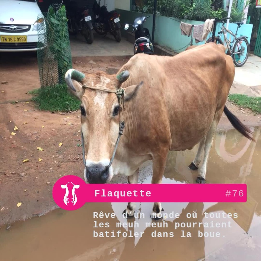 Photographie de la vache Watch Flaquette