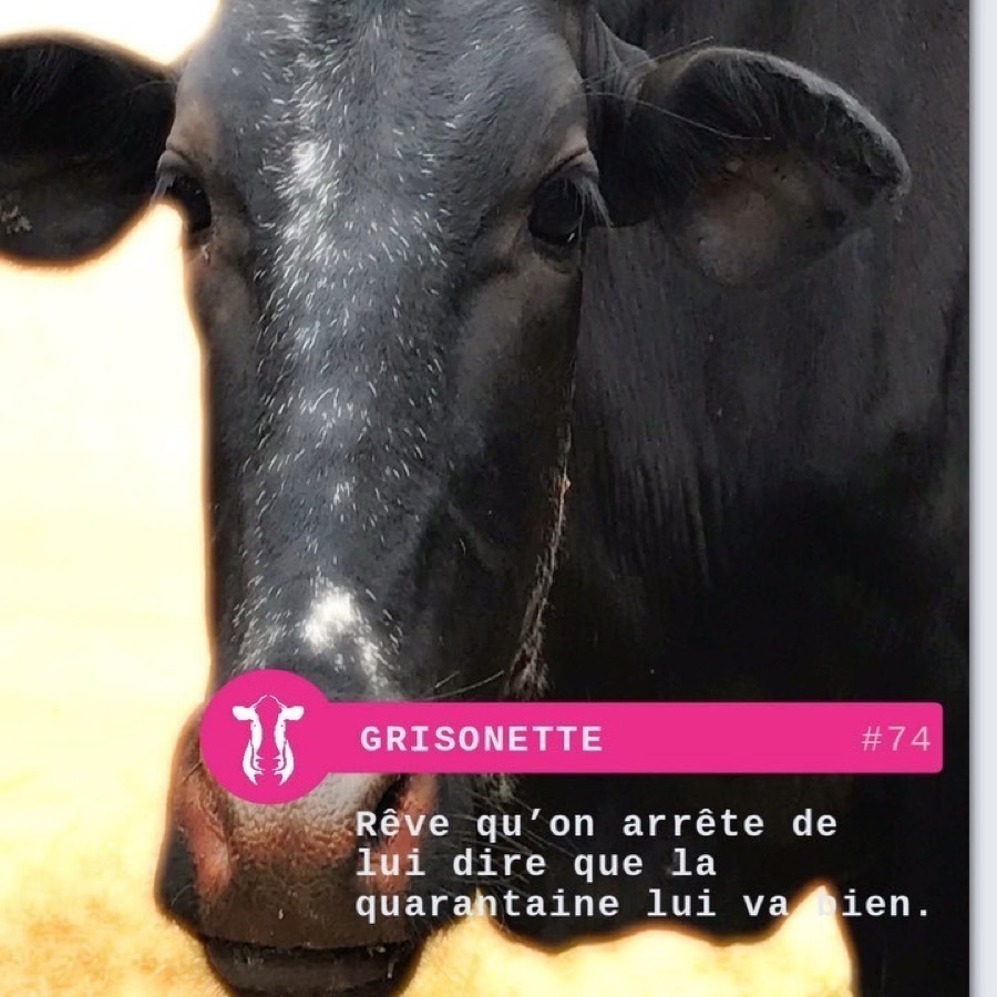 Photographie de la vache Grisonette