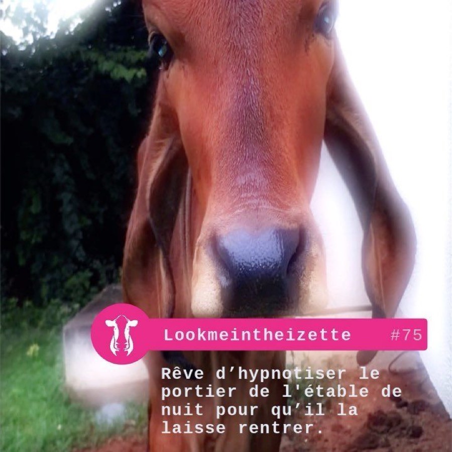 Photographie de la vache Lookmeintheizette