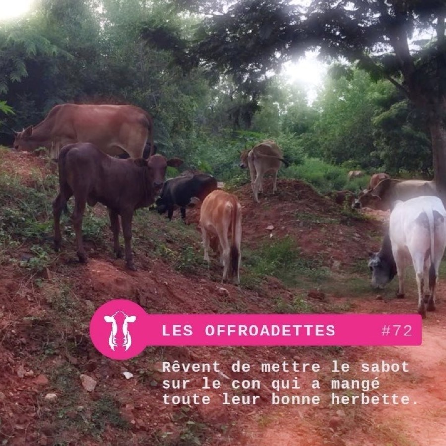 Photographie de la vache Les offroadettes