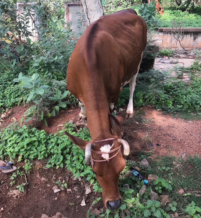 Photographie de la vache Zenette
